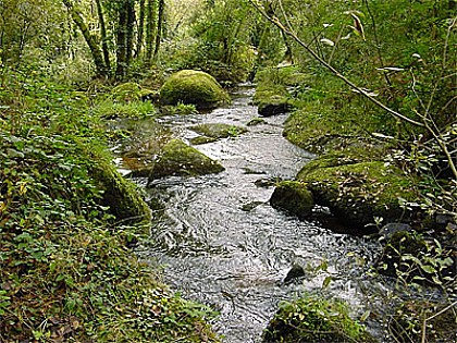 Le seigle à travers temps, à travers champs  -  Séglien