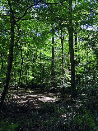 Circuit La Forêt - Marigné-Laillé - ML2