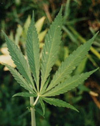 CIRCUIT PEDESTRE "CHANVRE" - SAINT RÉMY DU VAL