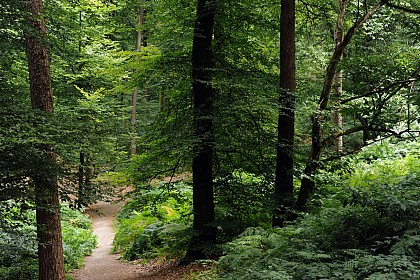 CIRCUIT VTT N°10 - BLEU - "L'ABBAYE"