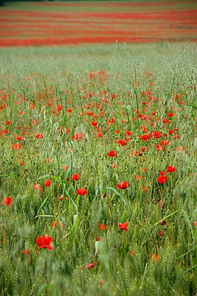 Circuit des passerelles