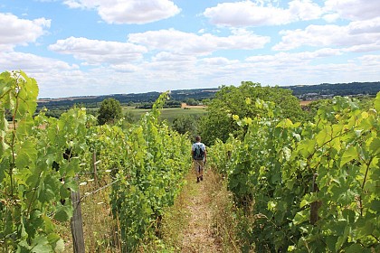 Vignoble et belles demeures en Vallée du Loir