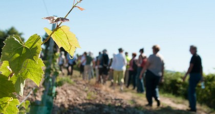 Marçon - Randonnée à travers le vignoble