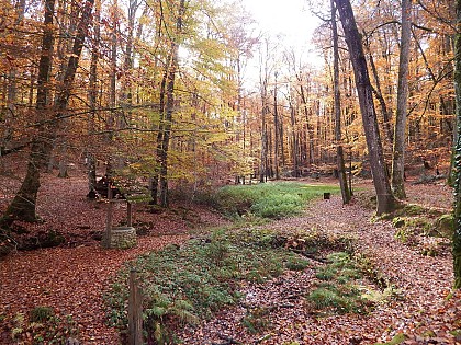 Saint Vincent-du-Lorouër - En forêt de Bercé