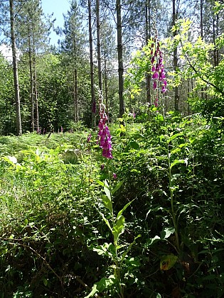 La flèche - Le Gué Cartrain