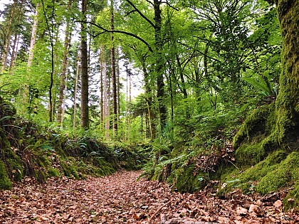 Sentier de la forêt entre nuit et jour - Belle-Isle-en-Terre