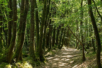 Circuit de la Forêt et du Bocage - La Chapelle-Neuve