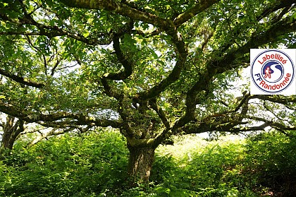 Circuit de Hent an Lanniou - Plourac'h