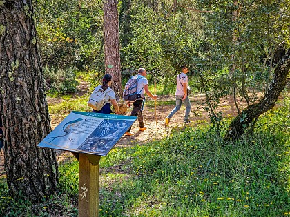 Randonner Autrement - Le trésor du petit peuple | La forêt de Fox Amphoux