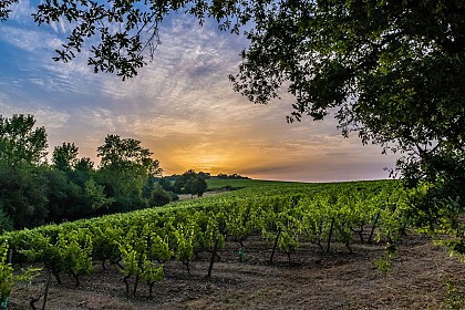 THOUARCE - 50 - PLATEAU DE BEAUREGARD