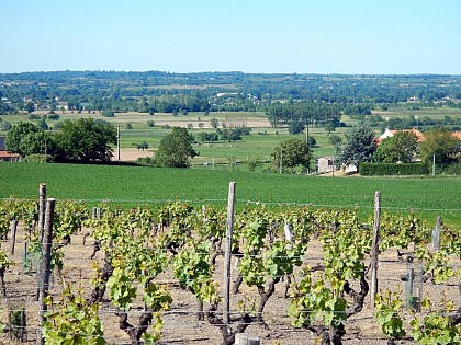 Randonnée "Des moulins à la vigne"