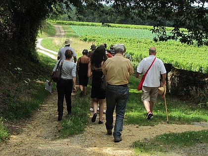 SENTIER D'INTERPRÉTATION DU VIGNOBLE DE L'AUBANCE : VIGNOBLE ET PATRIMOINE