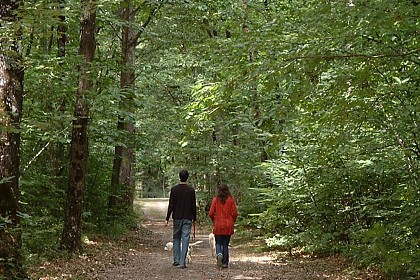 DÉCOUVERTE DU BOIS DE LA JEUNERIE A BRISSARTHE