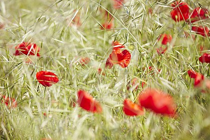 CIRCUIT DES FERMES N°31