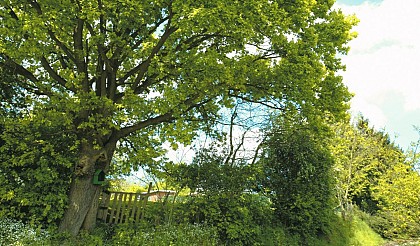 Circuit of mysterious trees