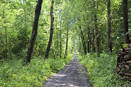 Walk around castles and Bois de la Provision wood