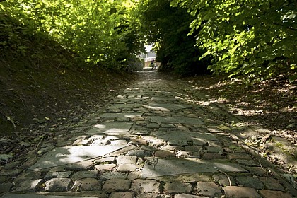 Along pathways and dirt tracks