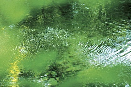 The Burbling Spring Walk