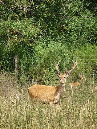 PR A la Rencontre du Gibier - P23