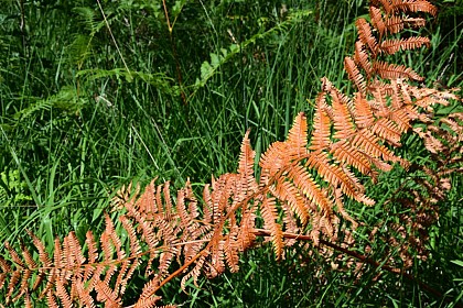 PR des Fougères - P18