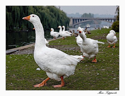 Balade en bord de Meuse
