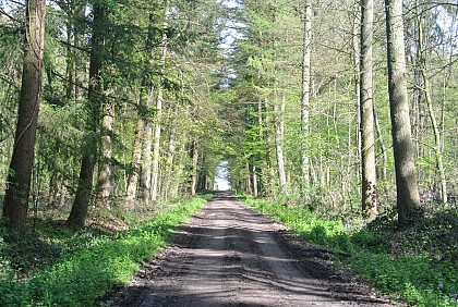 Promenade des Princes