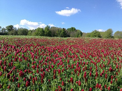 Trail des Roches de Scoeux