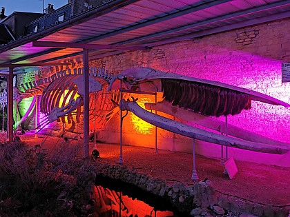 Parc de la Baleine