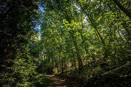 La balade des rhododendrons