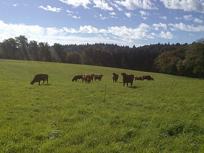 Cambounès-Lasfaillades (Etape 4/8)