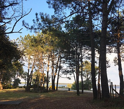 Sentier des chevreuils sportifs - Réserve Naturelle de Hourtin