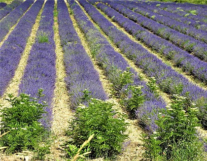 Villages perchés autour de Sault