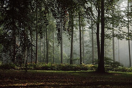 Bois de la Houssière : +/- 5 km