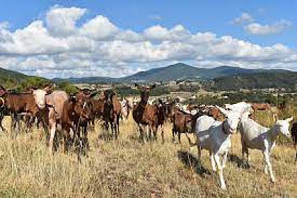 L'Ardèche gustative