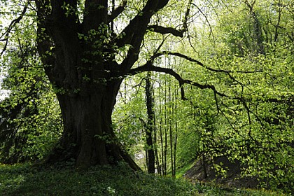 Randonnée - Le bois de Chagny