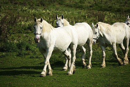 La Blanche Jument