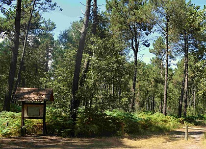 Circuit en forêt de Chambiers