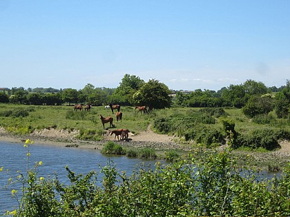 « Les Cyclo’ d’Isigny-Omaha » Isigny sur Mer- 15 km