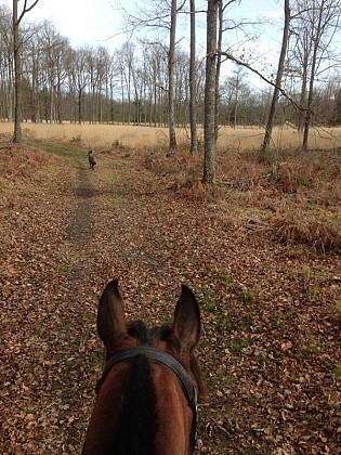 La brenne à cheval :  en passant par la forêt de luzeret (circuit à la journée) -