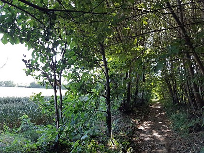 Les Bois de la Garde - Melle