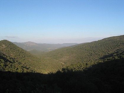 Randonnée - La Forêt du Dom