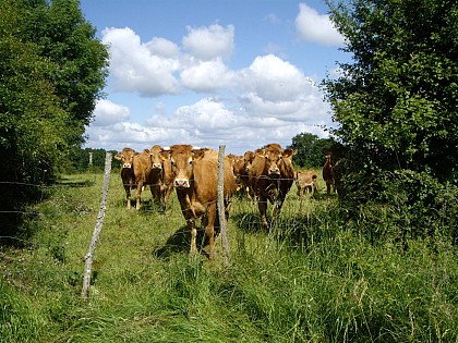 Le chemin de la terre aux pots