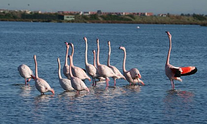 PAYSAGES DES ETANGS MONTPELLIERAINS