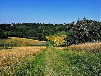 Les côteaux de Moissac à Boudou