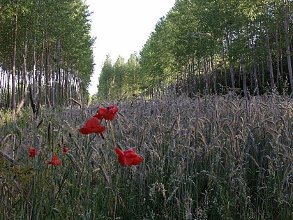 Le petit circuit des moulins
