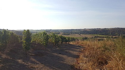 CHALONNES SUR LOIRE : Vallée du Layon