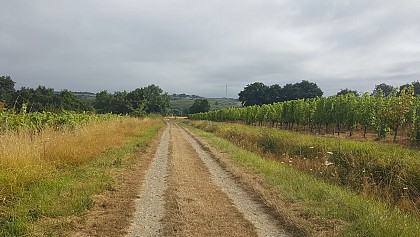 SAINT AUBIN DE LUIGNE : Chaume
