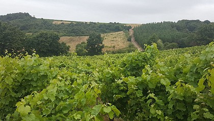 SAINT AUBIN DE LUIGNE : Le Grand Beauvais
