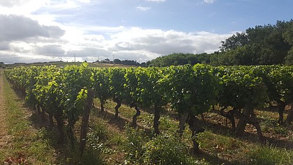 CHALONNES SUR LOIRE : Coteau Saint-Vincent