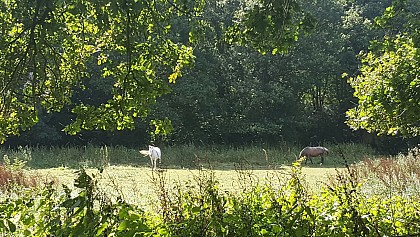 CHALONNES SUR LOIRE : De l'Armangé au Jeu